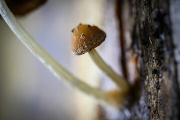 Small brown mushrooms growing on rotting wood with sharp texture details and a natural blur background.