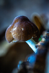Small brown mushrooms growing on rotting wood with sharp texture details and a natural blur background.