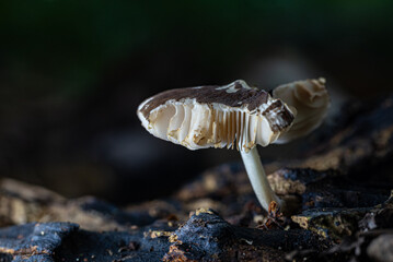 Small brown mushrooms growing on rotting wood with sharp texture details and a natural blur background.