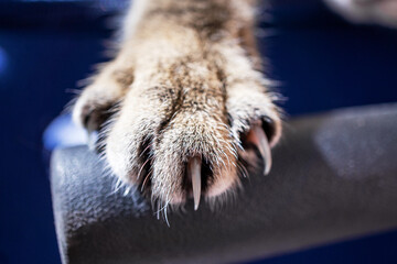 Cat paw close-up with extended sharp claws, showing fur texture, Claw trimming in veterinary medicine concept, pet care