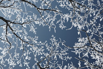 눈 내린 나무 풍경