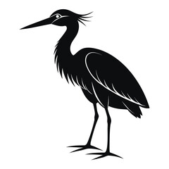 black crowned night heron