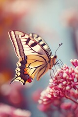 Obraz premium Butterfly on delicate flowers in soft light