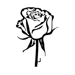 Rose flower hand drawing illustration element