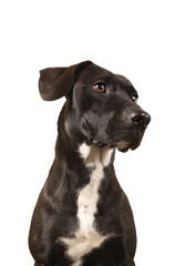 Young black dog looking posing on transparent background