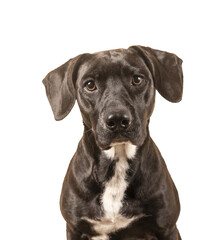Black dog looking at camera with transparent background