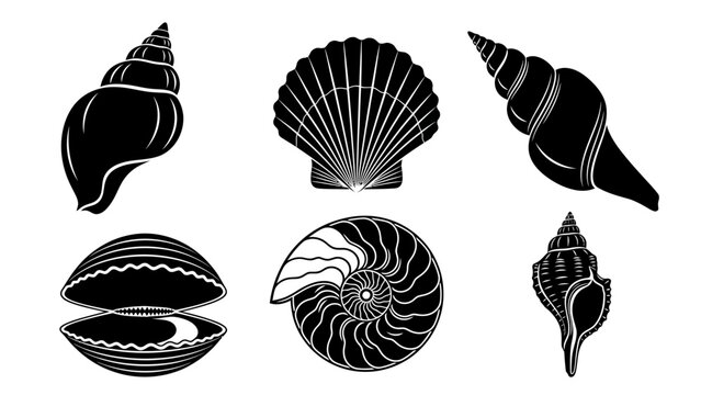 Black and white vector illustration of various seashell types on white