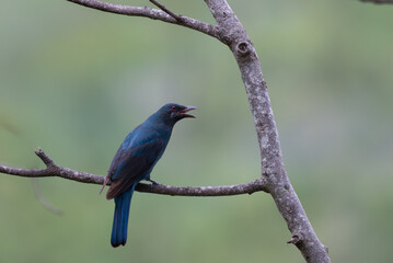 Fototapeta premium A beautiful Male Asian fairy bluebird perched on a branch with well blurred lush green background.