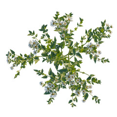Aster albescens tree plan, top view, cutout, transparent background, isolate, Floral branch with delicate white flowers, botanical illustration