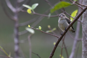 A beautiful, vibrant Flower pecker perched on a thin tree branch. The soft, natural light and shallow depth of field perfectly highlight the birds plumage.