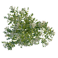 Aster albescens tree plan, top view, cutout, transparent background, isolate, Floral tree branch with white blooms, botanical illustration