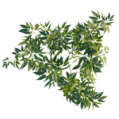 Cicuta virosa tree plan, top view, cutout, transparent background, isolate, Realistic tree branch with leaves, botanical illustration, nature design