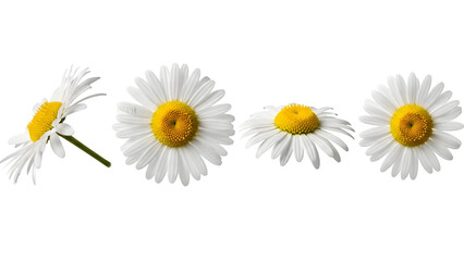 Obraz premium Four white daisies isolated on transparent background