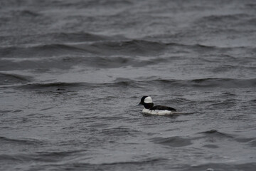 Bufflehead duck swimming in the wetlands of Montezuma National Wildlife Refuge