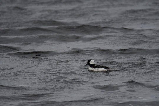 Bufflehead duck swimming in the wetlands of Montezuma National Wildlife Refuge