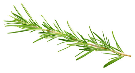 Fresh green rosemary isolated on a transparent background. Rosemary twig top view. Rosemary full macro photo png