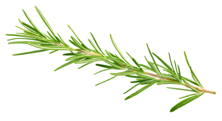 Fresh green rosemary isolated on a transparent background. Rosemary twig top view. Rosemary full macro photo png