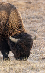 Bull Bison on the Prairie in Autumn