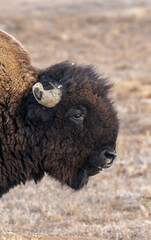 Bull Bison on the Prairie in Autumn