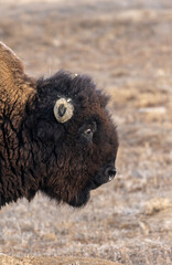 Bull Bison on the Prairie in Autumn