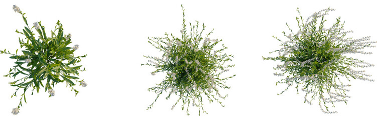 Gaura lindheimeri tree plan, top view, cutout, transparent background, isolate, Blooming tree branches, delicate floral elements, botanical illustration