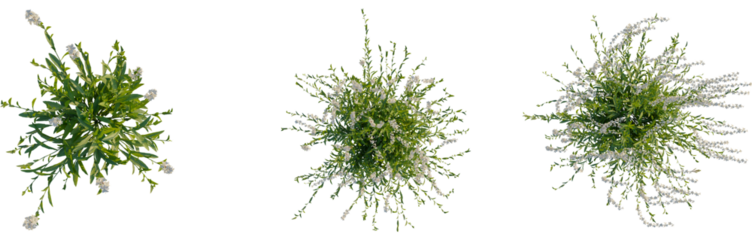 Gaura lindheimeri tree plan, top view, cutout, transparent background, isolate, Blooming tree branches, delicate floral elements, botanical illustration