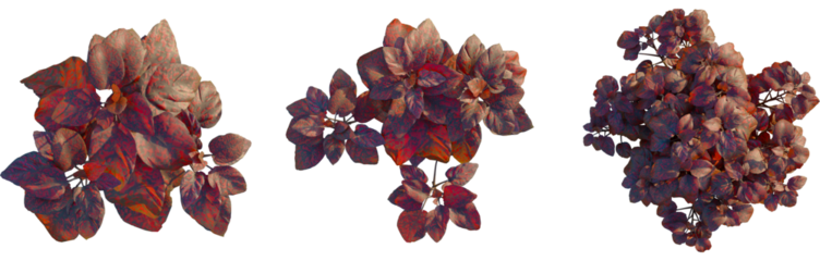 Hypoestes phyllostachya tree plan, top view, cutout, transparent background, isolate, Autumn themed trees, floral elements, botanical designs, nature's beauty
