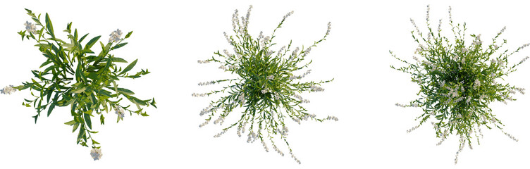 Gaura lindheimeri tree plan, top view, cutout, transparent background, isolate, Floral branches with small white blossoms, botanical elements