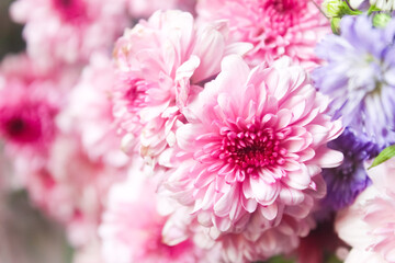 Close up of pink chrysanthemum. Pink flowers with negative space