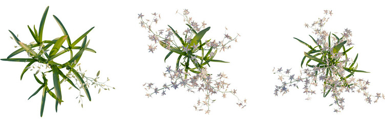 Odontoglossum orchid tree plan, top view, cutout, transparent background, isolate, Floral branch with delicate blooms, botanical tree elements