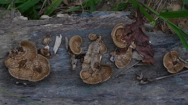 Brown Striped Bracket Fungus Growing on Dead Wood