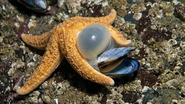Starfish extends its stomach over a mussel on a rocky seabed, showcasing unique external digestion among barnacles and tidal pool life in shallow coastal waters