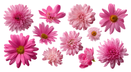 Variety of Pink Flowers with Water Droplets