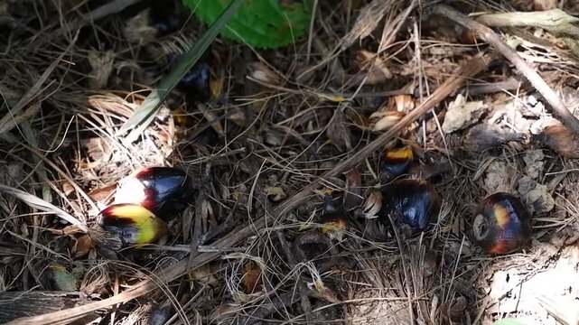 Fresh Oil Palm Fruitlets on Dry Forest Floor
