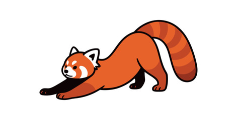 Flat vector illustration of bright red panda stretching long with front paws extended and arched back