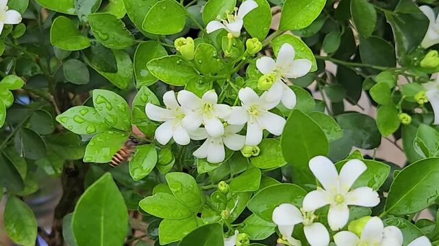 Close-up of bee pollinating white flowers in the garden. Bee collecting nectar from blooming white flowers in nature. Pollination process with a bee on white blooming flowers