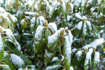 Winter frost on rhododendron plant leaves.
