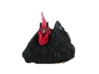 black rooster sitting isolated on white background