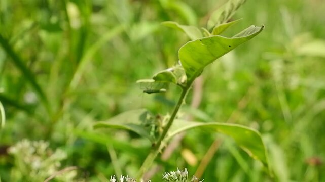 Close-up of Plant Bug Nymph in Lush Tropical Greenery