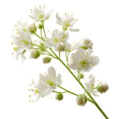 Obraz premium White Flowers With Droplets on Branches in Bright Light