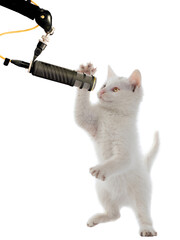 kitten at the microphone isolated on white background