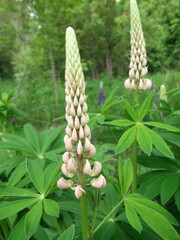 Summer flowers in the suburbs. The Lupines