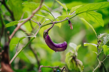 A single, glossy purple eggplant hangs from a green plant branch against a blurred, dark background.