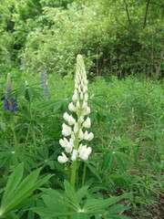 Summer flowers in the suburbs. The Lupines