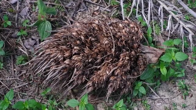 Close-up of Dried Oil Palm Fruit Bunch on Ground 