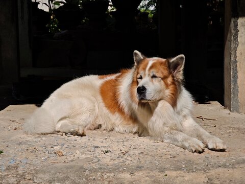 Dog sunbathing on the concrete floor.