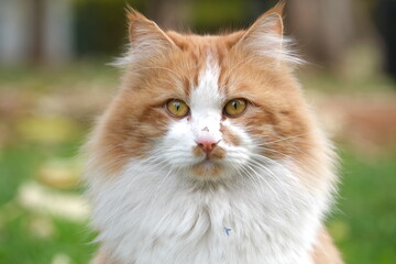 Fototapeta premium portrait of a cat