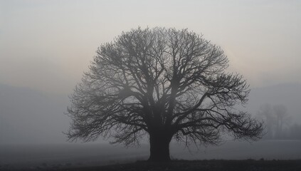 Standing solitary leafless tree dominating misty open field at dawn, with distant treeline hills