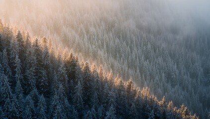 Glowing sunlit evergreen ridge revealing frost-covered branches on mountain slope, with mist