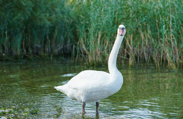 A large white swan stands in the water and looks at the camera with interest against the background of dense green thickets of cattails